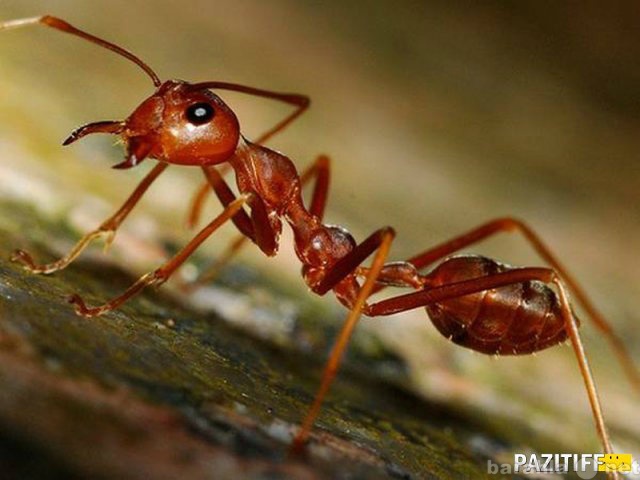 Предложение: Уничтожить муравьев