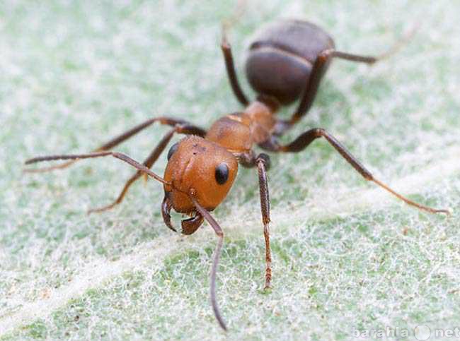 Предложение: Средство от муравьев