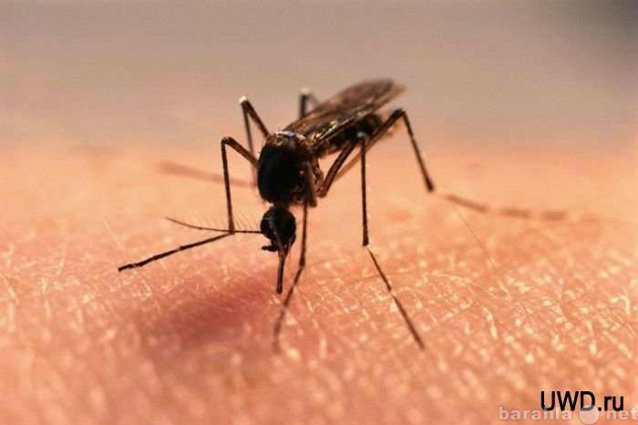 Предложение: Уничтожение комаров