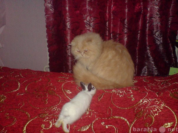Предложение: Персидский кот на вязку