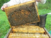 Предложение: подам пчелопакеты