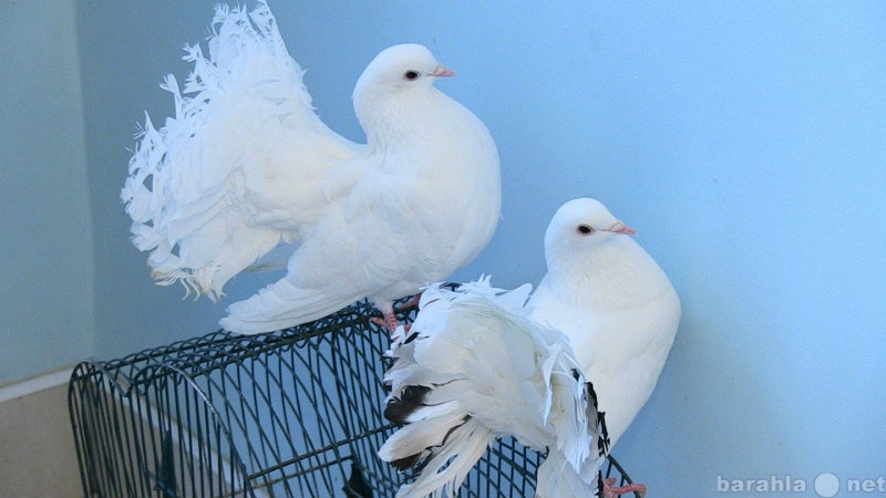 Предложение: Прокат голубей