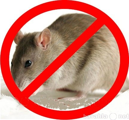 Предложение: Уничтожение грызунов мышей, крыс.