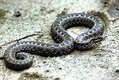Предложение: Защита от змей, борьба с змеями