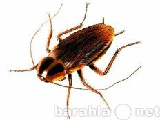 Предложение: Уничтожим тараканов в вашей квартире