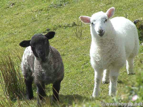 Предложение: Ищу инвестора для овцеводства