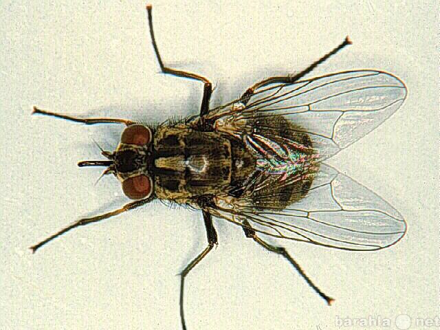 Предложение: уничтожение мух на вашем участке