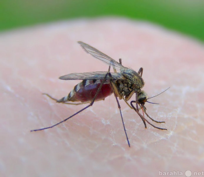 Предложение: средство от комаров