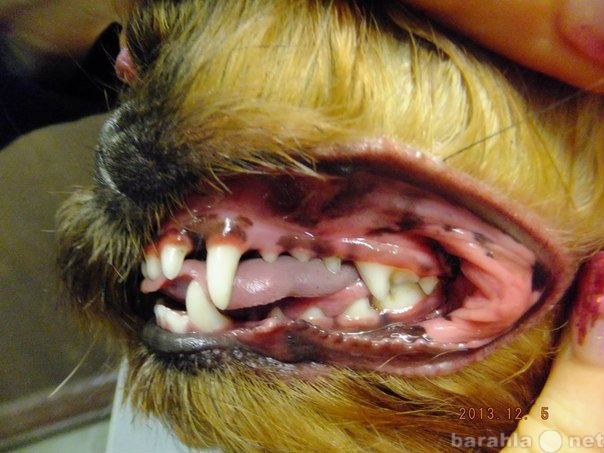 Предложение: Чистка зубов, снятие зубных камней собак