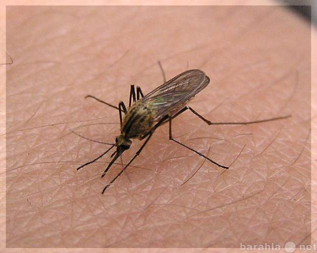Предложение: Избавиться от комаров