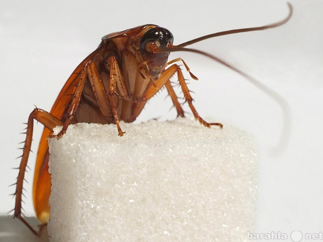 Предложение: Как избавиться от тараканов?Мы поможем