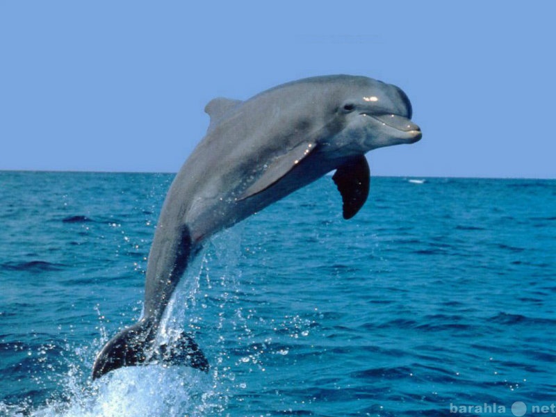 Предложение: Химчистка Delfin