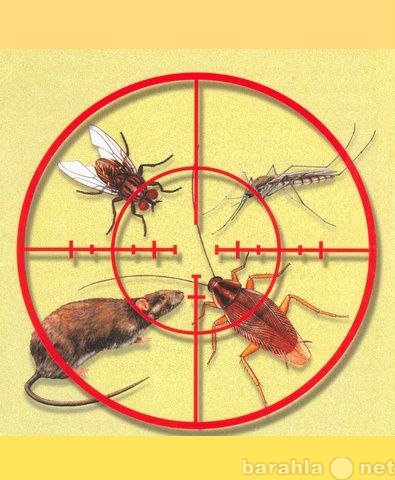 Предложение: Обработка от клещей, мух, комаров, ос