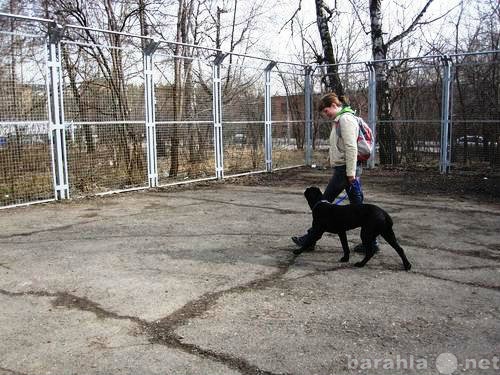Предложение: Дрессировка собак в Красноярске