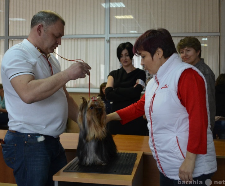 Предложение: Подготовка собак к выставке