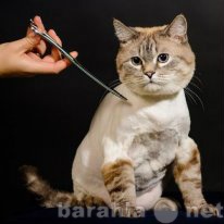 Предложение: стрижка котов и кошек в Сургуте