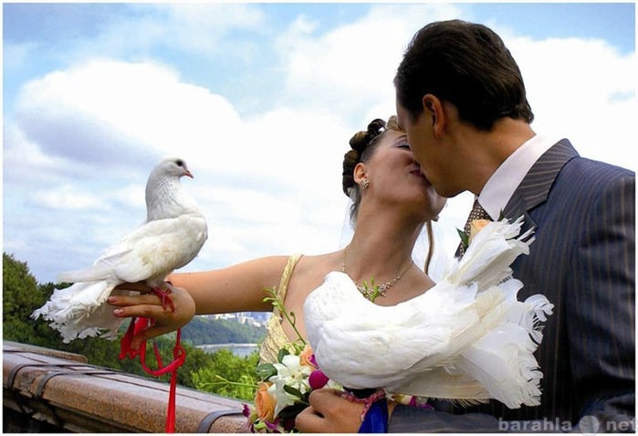Предложение: Проведение свадеб в Саратове и Энельсе