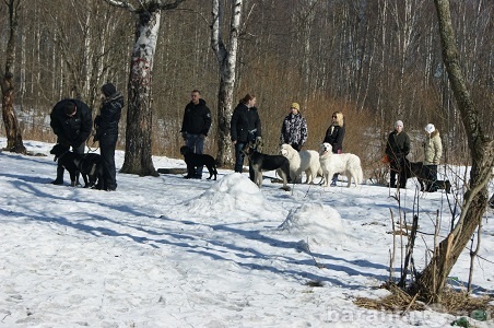Предложение: Дрессировка собак СПб,Рощино,Зеленогорск