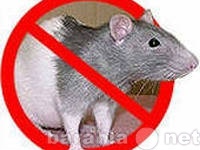 Предложение: Изабвим от крыс и мышей