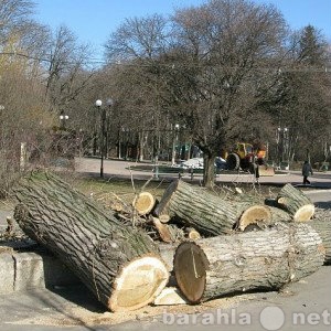 Предложение: Спиливание деревьев и веток, покос травы