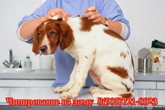 Предложение: Чипирование животных на дому. Москва и О