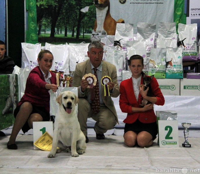 Предложение: Калининградский клуб собаководства