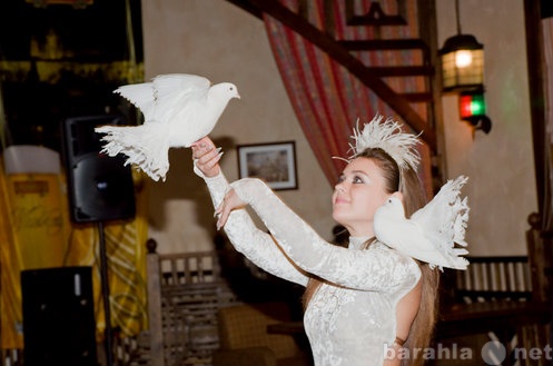 Предложение: Живые голуби на свадьбу