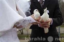 Предложение: Живые голуби на свадьбу