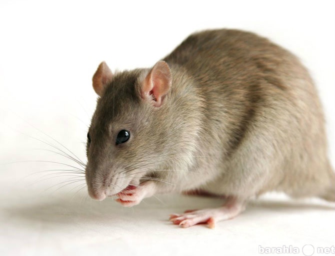 Предложение: Избавиться от мышей и крыс
