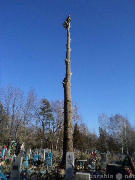 Предложение: Спилить аварийное дерево в Краснодаре.
