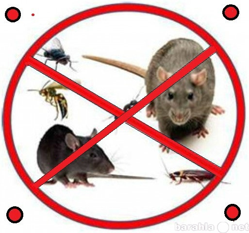 Предложение: Уничтожение клопов,тараканов,крыс,мышей!