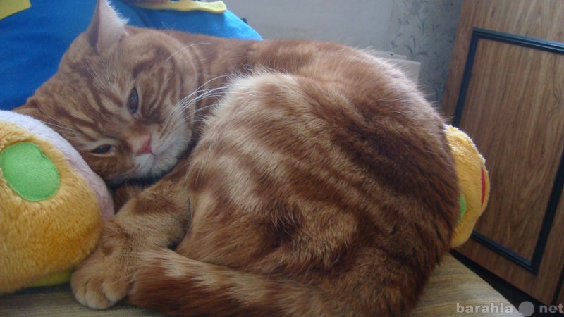 Предложение: Вязка британского кота в Сургуте
