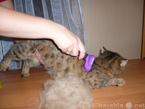 Предложение: Расческа для вычесывания шерсти кошек