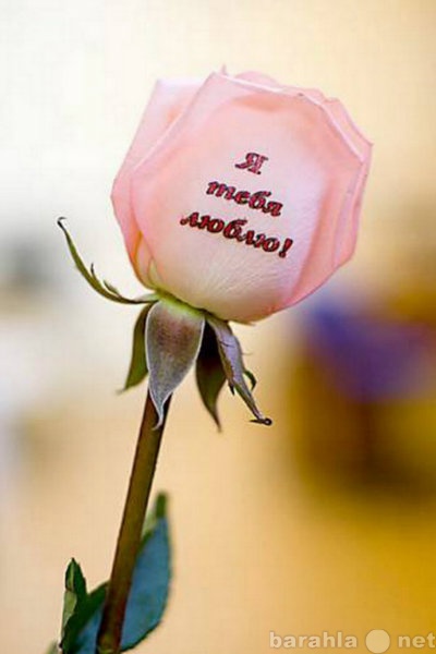 Предложение: Наклейки на цветы доставка бесплатно дар