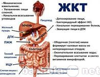 Предложение: Обследование желудочно-кишечного тракта