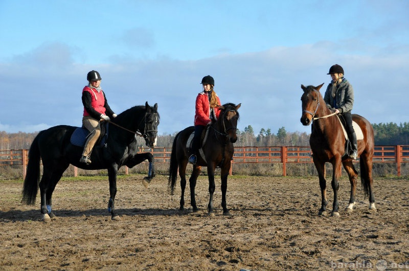 Предложение: Набор в конно-спортивную секцию