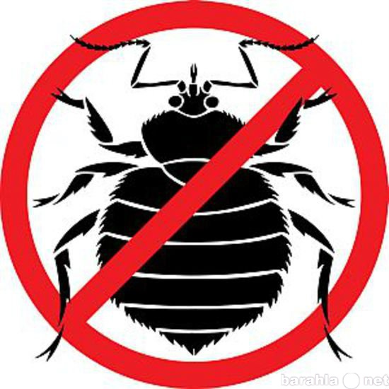 Предложение: Уничтожение насекомых (клопы,тараканы)