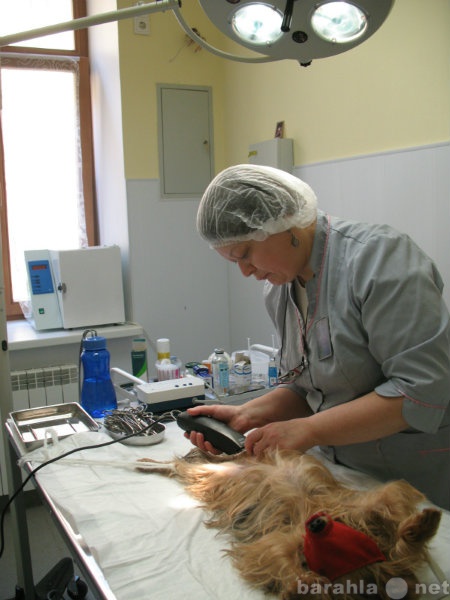 Предложение: Ветеринарная клиника и аптека