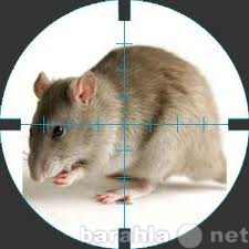 Предложение: Дератизация: уничтожение крыс, мышей