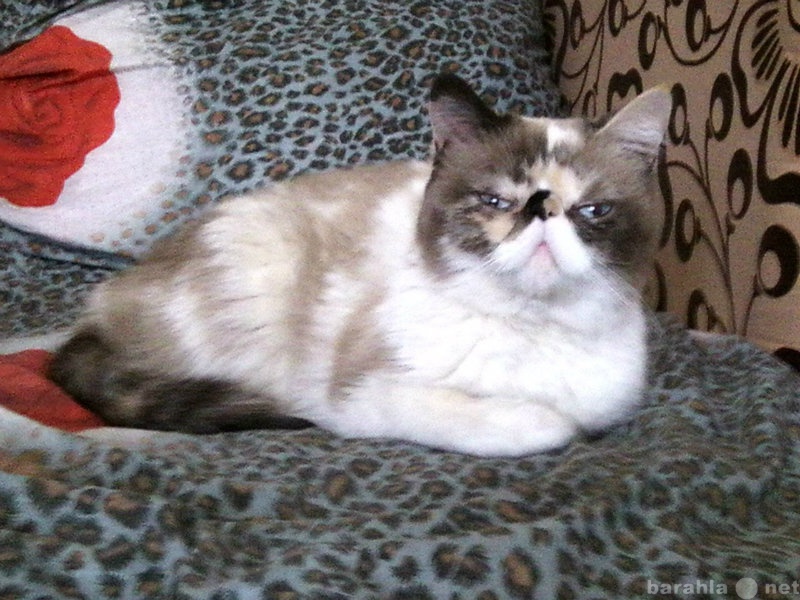Предложение: вязка персидской кошки