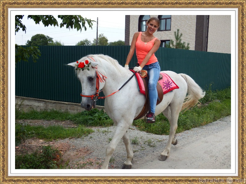 Предложение: Конные прогулки в пригороде Владивостока