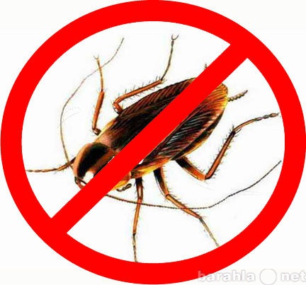 Предложение: Уничтожение тараканов