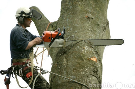 Предложение: Спиливание деревьев в сложных условиях