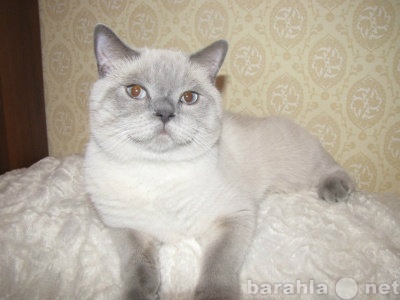 Предложение: Британский кот ищет кошечку в Томске