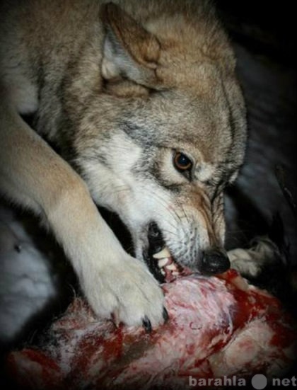 Предложение: Волк на фото-видео сессию в Москве