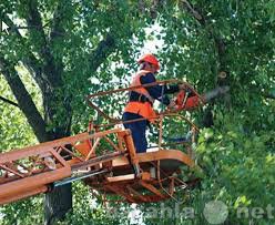 Предложение: Карчевание ,спил деревьев!