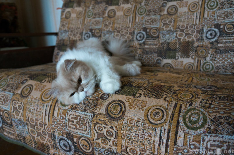 Предложение: Ищем персидского кота для вязки
