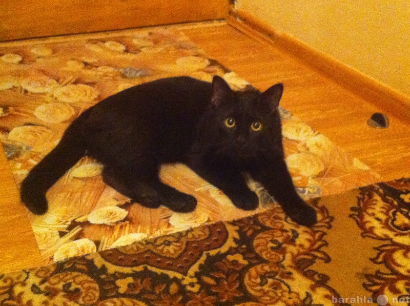 Предложение: Черный кот ищет кошечку