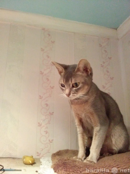 Спрос: Абиссинская кошка ищет кота для вязки
