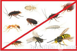 Предложение: Уничтожение насекомых и грызунов!!!